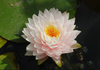 Hardy Lily - GLOIRE DU TEMPLE