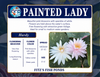 Hardy Lily - PAINTED LADY