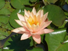 Hardy Lily - PATIO JOE