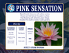 Hardy Lily - PINK SENSATION