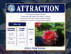 Hardy Lily - ATTRACTION
