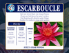 Hardy Lily - ESCARBOUCLE
