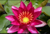 Hardy Lily - LAYDEKERI FULGENS
