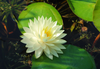 Hardy Lily - GONNERE