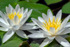 Hardy Lily - HERMINE