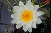 Hardy Lily - MARLIACEA ALBIDA