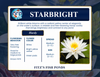 Hardy Lily - STARBRIGHT