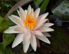 Hardy Lily - STARBRIGHT