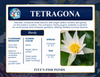 Hardy Lily - TETRAGONA