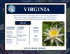 Hardy Lily - VIRGINIA