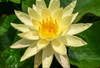 Hardy Lily - BETSY SAKATA