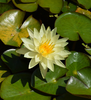 Hardy Lily - CHARLENE STRAWN