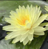 Hardy Lily - PUTTARASKA