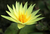 Hardy Lily - ST LOUIS GOLD