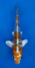 15cm Japanese Imported Kujaku - QT7-143