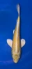 37cm Japanese Imported Yamabuki Ogon - Marusei - A6-59