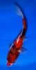 22cm Japanese Imported Showa - Marusei - A6-58