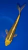 25cm Japanese Imported Ki Matsuba - Marusei - A6-57