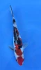 16cm Japanese Imported Doitsu Sanke - QT7-136