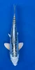 16cm Japanese Imported Yellow Dragon - QT7-135