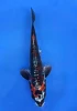 16cm Japanese Imported Beni Kikokuryu - QT7-134