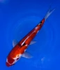 29cm Japanese Imported Sanke - Marusei - A6-55