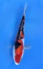 15cm Japanese Imported Doitsu Sanke - QT7-132