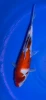 35cm Japanese Imported Sanke - Marusei - A6-54