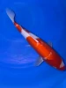 31cm Japanese Imported Kohaku - Marusei - A6-51