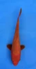 16cm Japanese Imported Benigoi - QT7-128