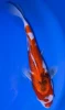 31cm Japanese Imported Sanke - Marusei - A6-46