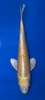 25cm Japanese Imported Yamabuki Ogon - Marusei - A6-45
