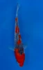 15CM Japanese Imported - Goshiki - Aokiya - QT7 - 123