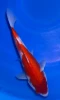 24cm Japanese Imported Kohaku - Marusei - A6-42