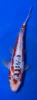 23cm Japanese Imported Shusui - Marusei - A6-41