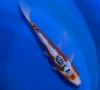 22cm Japanese Imported Shusui - Marusei - A6-32