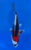17CM Japanese Imported - Beni Kikokuryu - Aokiya - QT7 - 113
