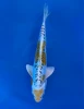 16CM Japanese Imported - Yellow Dragon (Ki Kikokuryu) - Aokiya - QT7 - 108