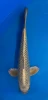 38cm Japanese Imported Ginrin Gin Matsuba - QT1-39