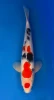 45cm Japanese Imported Maruten Sanke - QT1-37