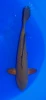 37CM Japanese Imported - Chagoi - Marusei - QT1 - 16