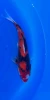 29cm Japanese Imported Showa - QT1-34
