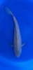 40CM Japanese Imported - Soragoi - Marusei - QT1 - 14