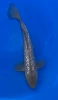 30cm Japanese Imported Ginrin Soragoi - QT1-33