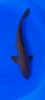 36CM Japanese Imported - Aragoke Chagoi - Marusei - QT1 - 13