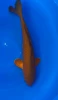 36cm Japanese Imported Chagoi - QT1-32