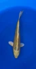 27cm Japanese Imported Yamabuki Ogon - QT1-29
