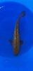 35cm Japanese Imported Ginrin Chagoi - QT1-27