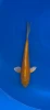 25cm Japanese Imported Yamabuki Ogon - QT1-24