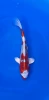 24CM Japanese Imported - Kujaku - Marusei - QT1 - 7